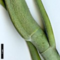 SpeciesSub: var. dealbata